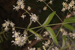 Lagerstroemia parviflora